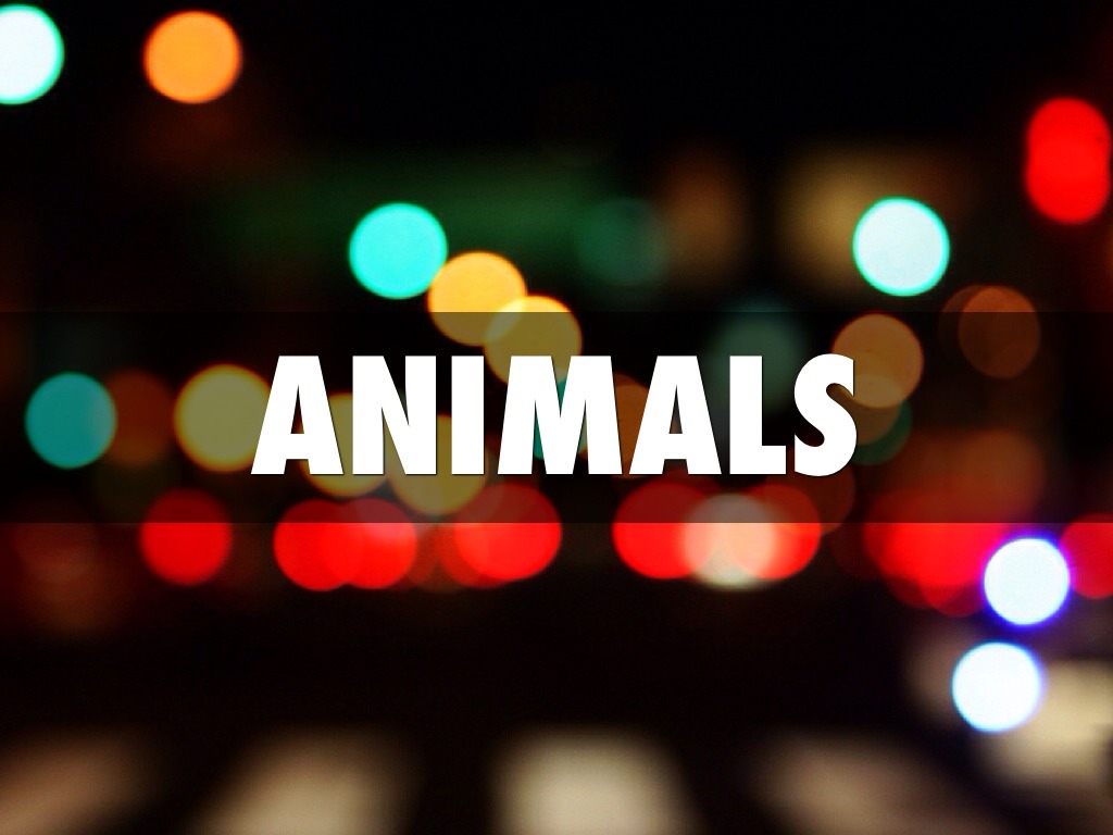 Animals