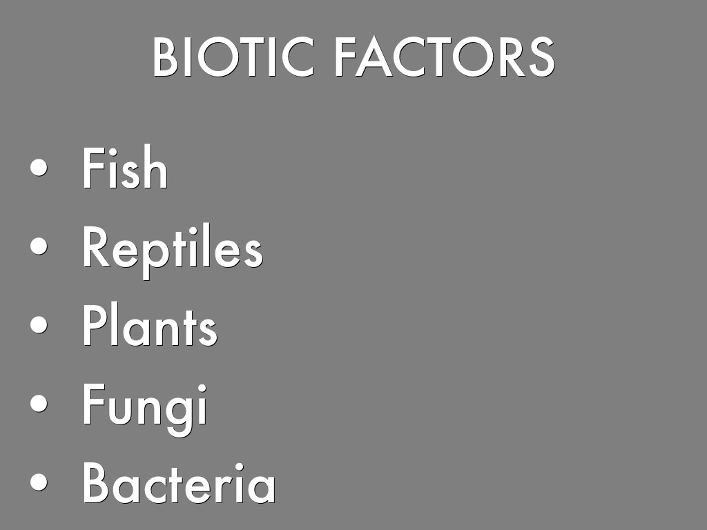 THE AMAZON RIVER by TNT Explosion