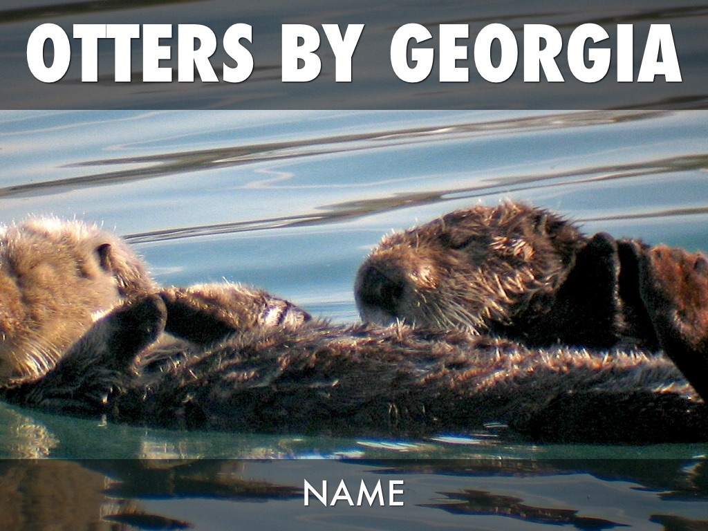 Otters 