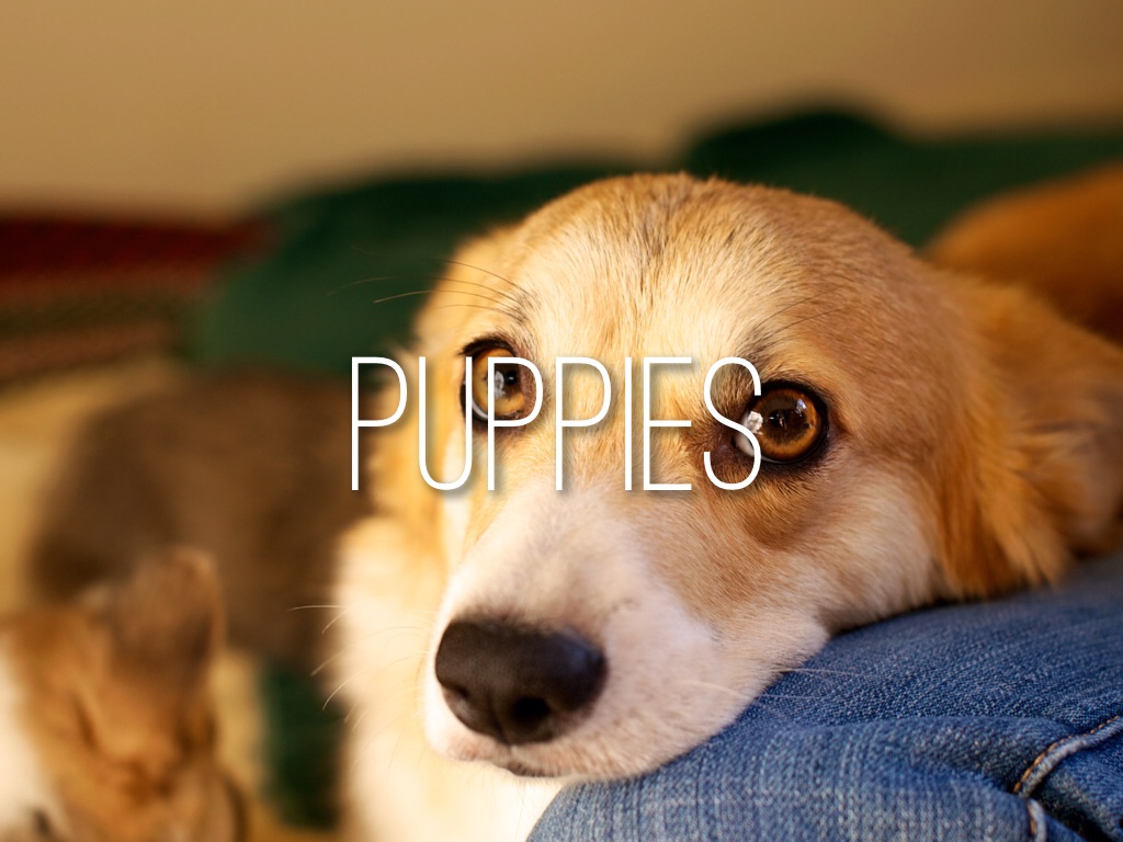 Puppies