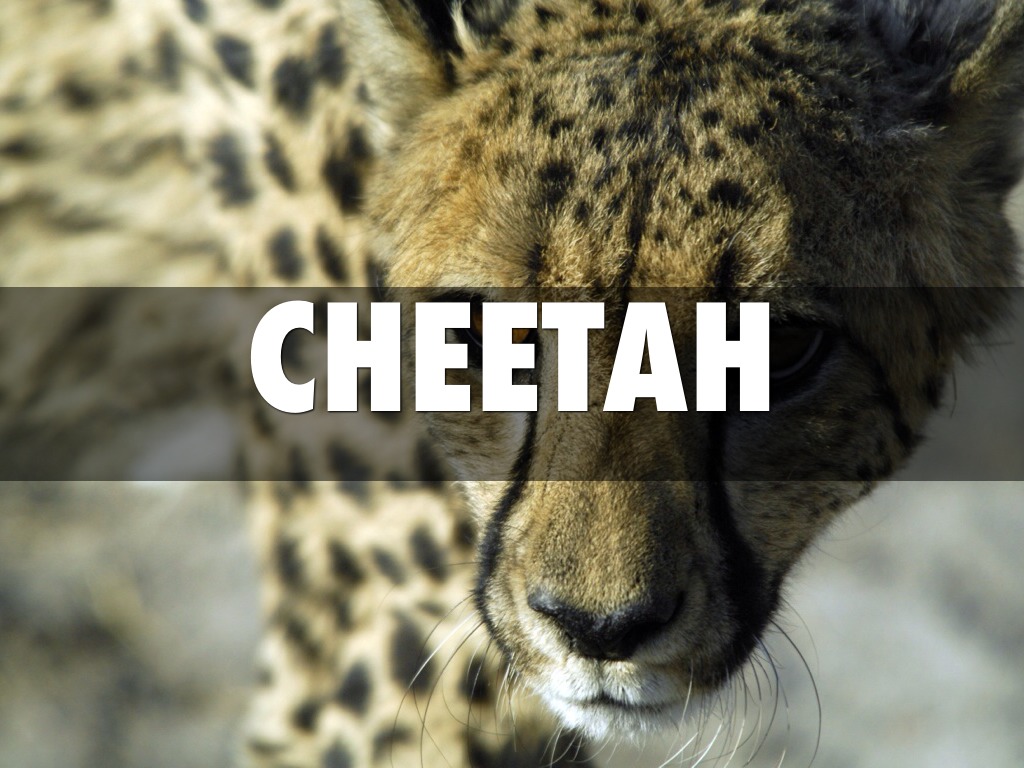 Cheetah
