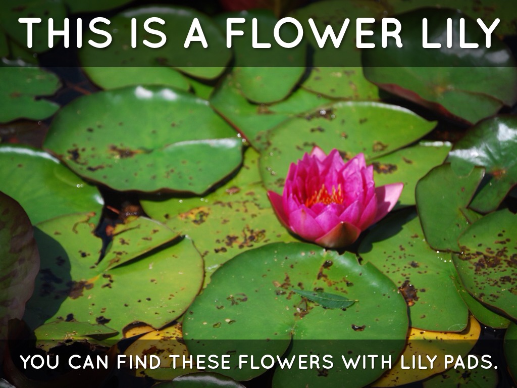 Fresh Water Kassidee by rpelem