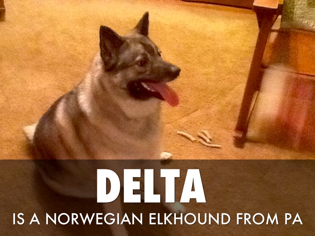 Delta And Bear And Mocha