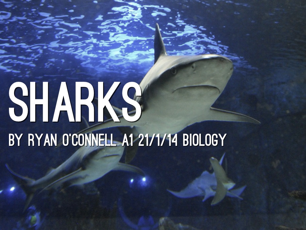 Sharks