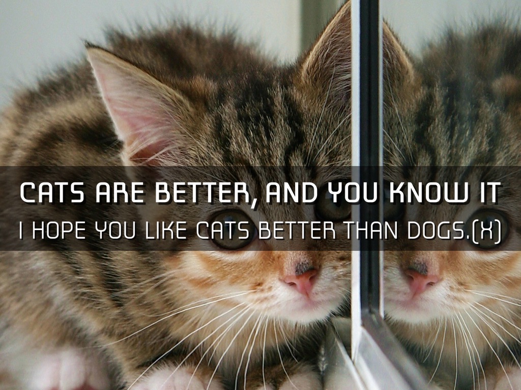 Why Cats Are Better Than Dogs Persuasive Speech by