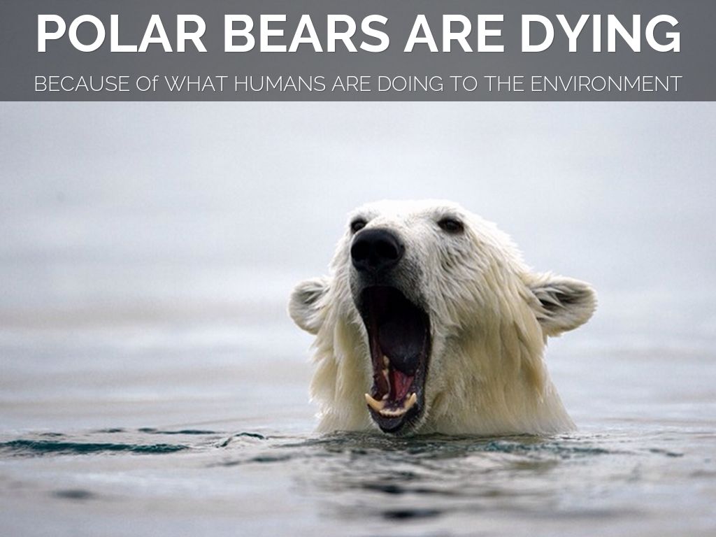 polar bear threatened or not essay polar bear threatened or not essay