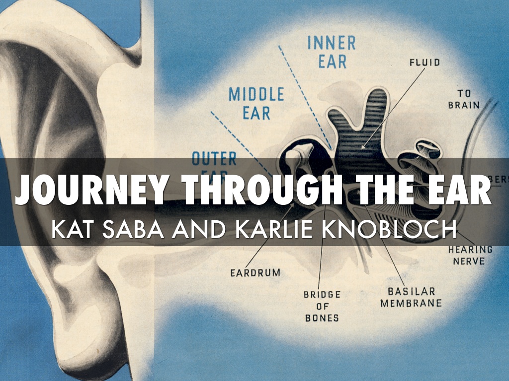 Journey Through The Ear