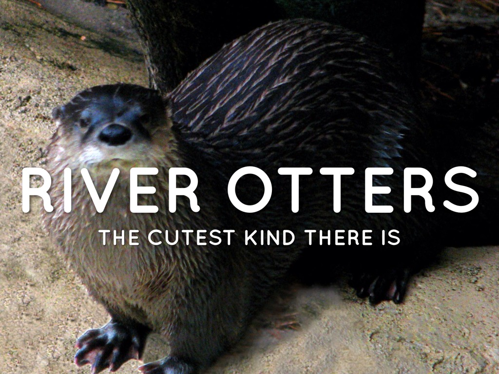 River Otters