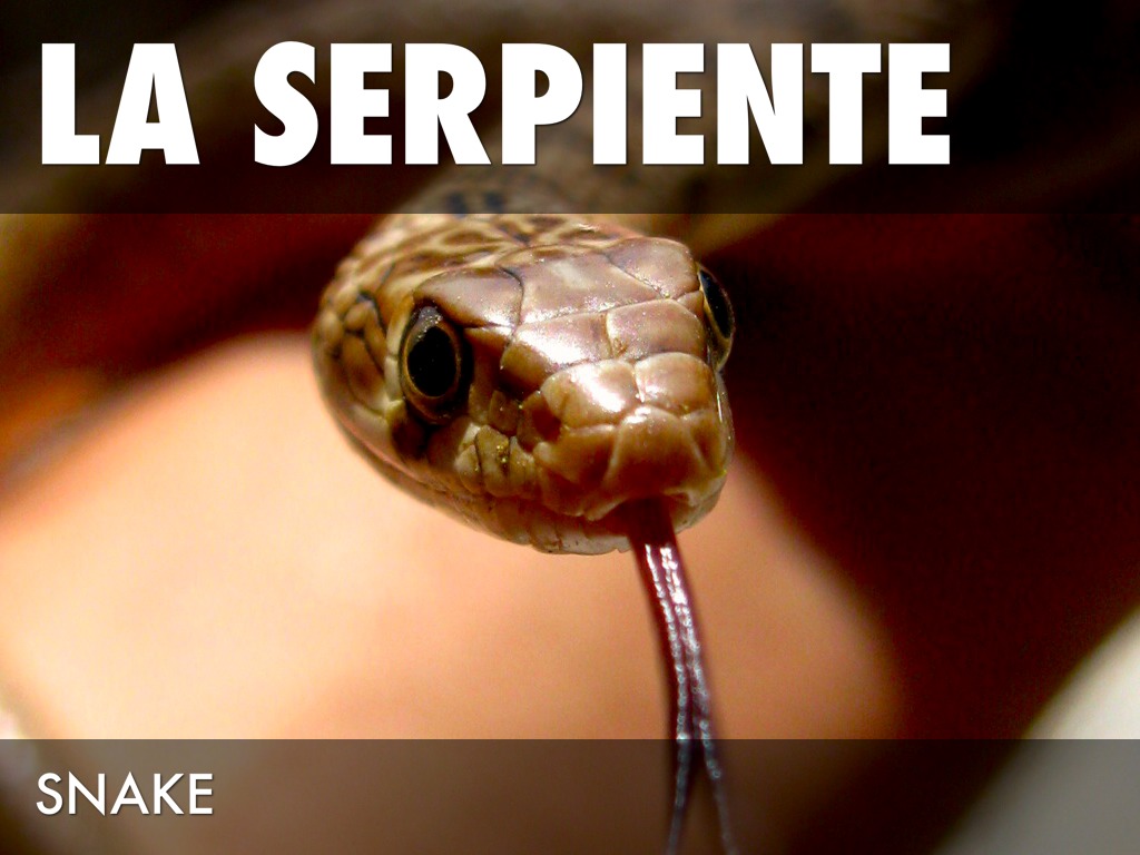 Spanish Vocabulary Unit 1 Lesson 1 by Connor Dryman