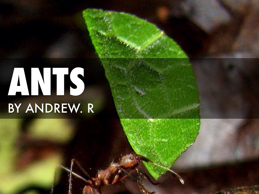 Class Insecta (Insects)