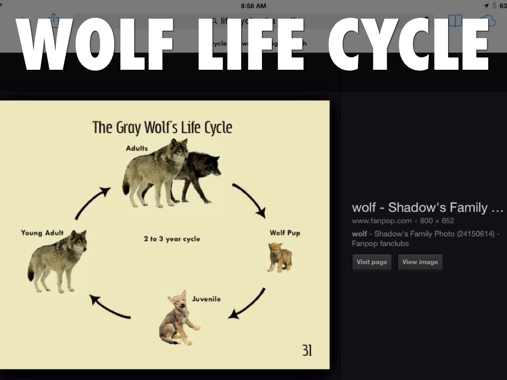 Life Cycle Of Wolves