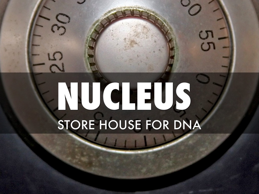 Store Nucleus JacobsWilliamsP3 by JacobsWilliamsP3