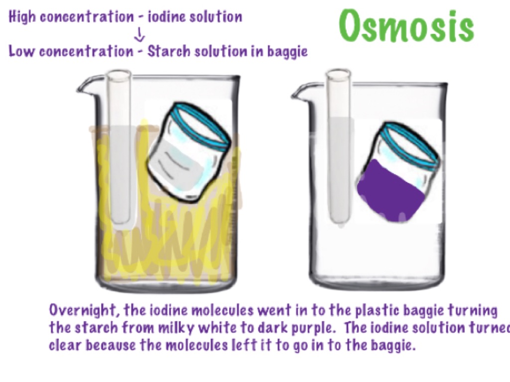 Osmosis by Eliza Kelly