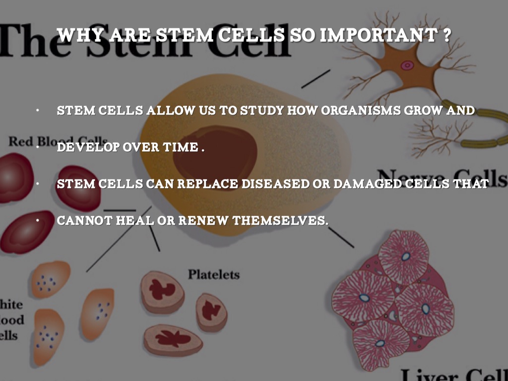 Stem Cell Therapy by camp4852