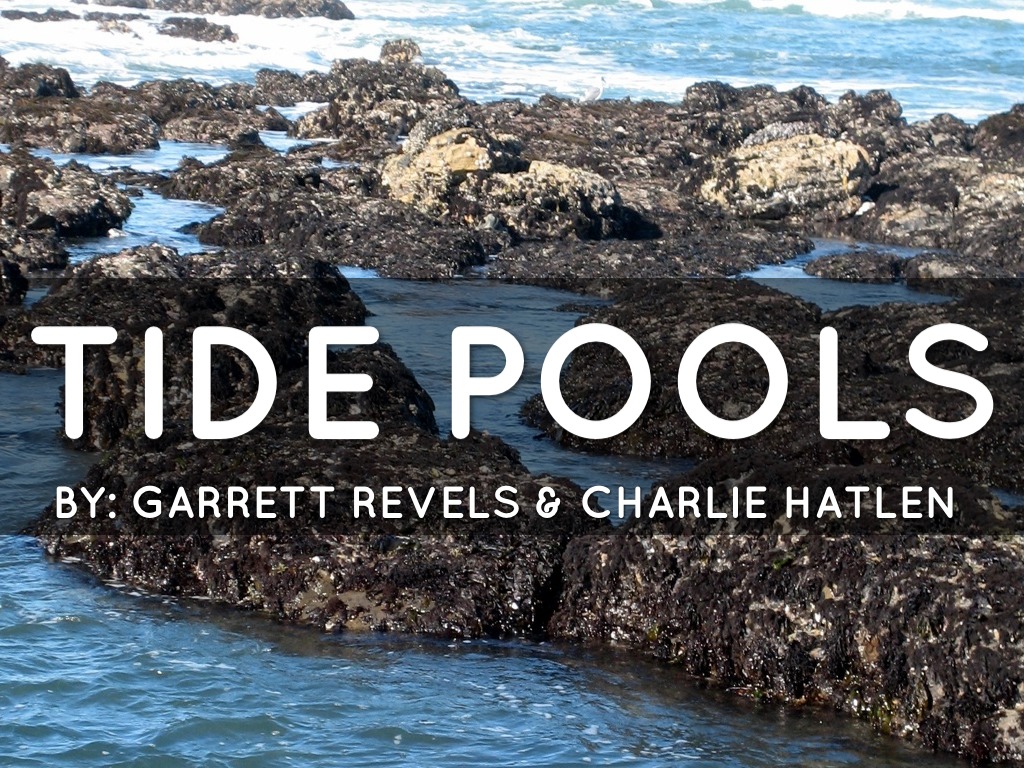 Tide Pools