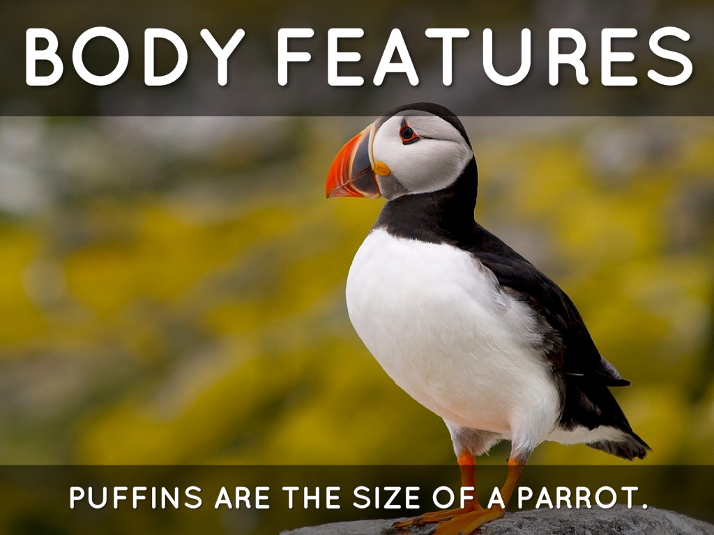 Тупик птица фото. Полярная птица 6 букв на к. Тупик птица. Полярная птица 6 букв на к. Тупики в арктической пустыне.