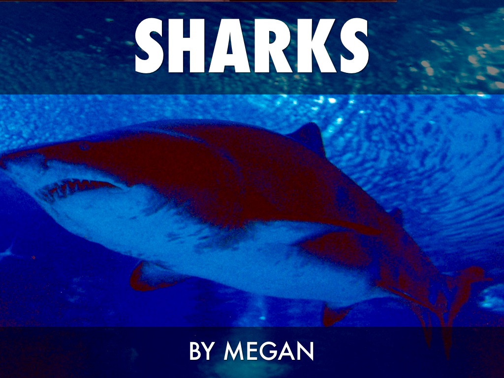Sharks