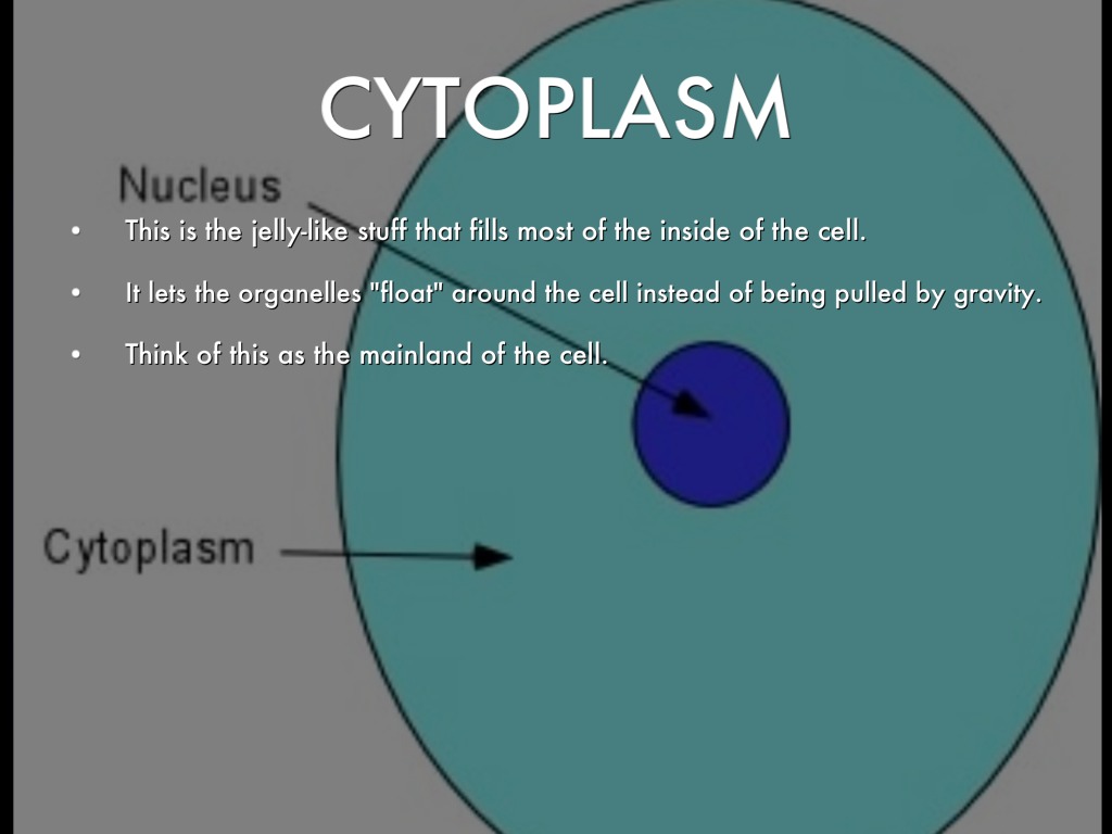 What Is The Cytoplasm Job