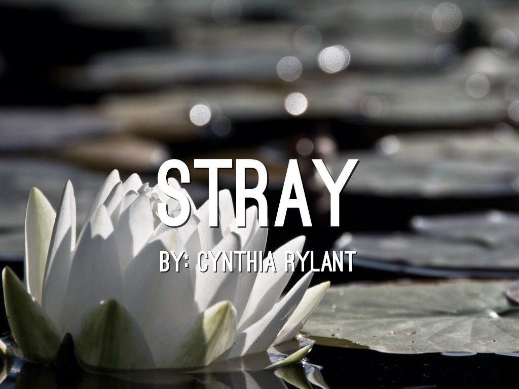 Copy of Stray