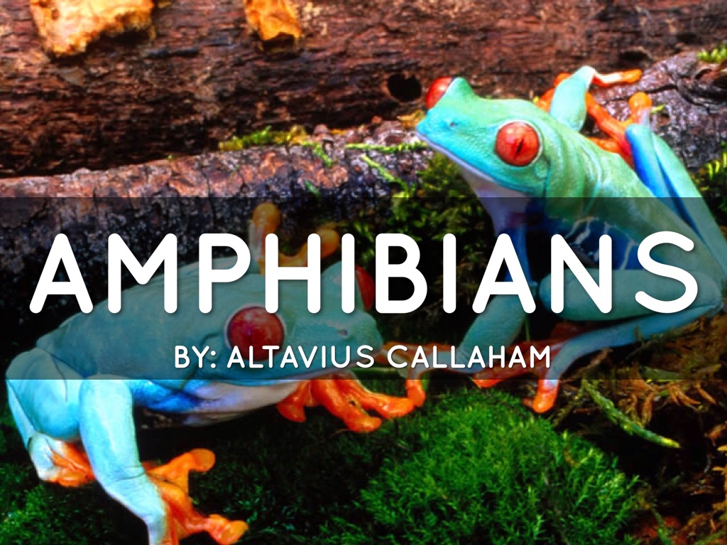 Amphibian Final Project 
