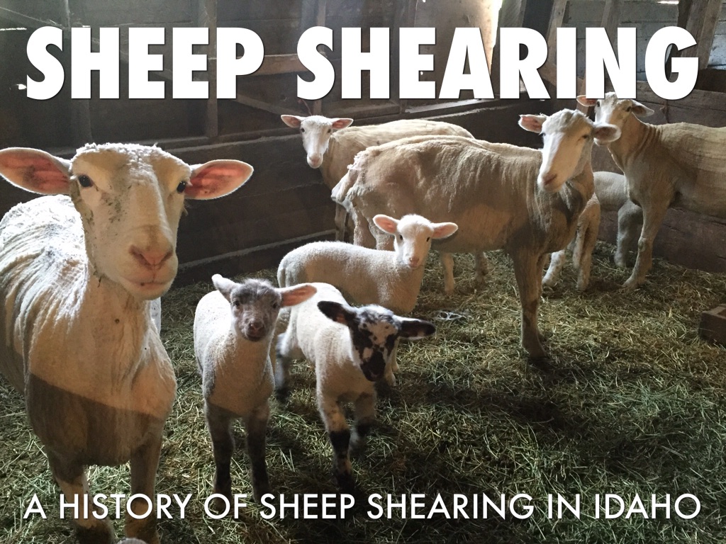 Sheep Shearing by Jane Brewer