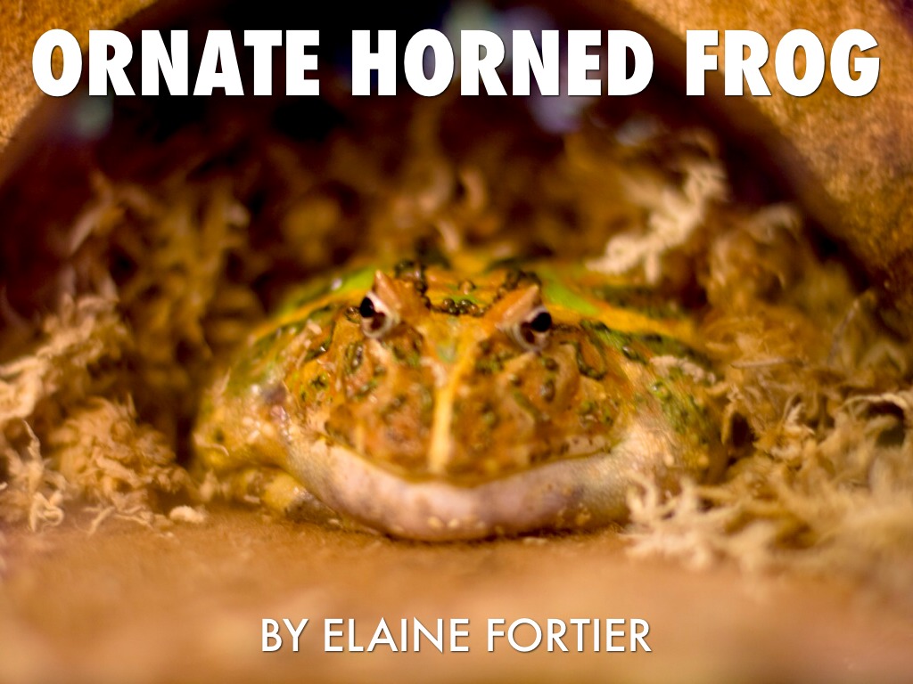 Ornate Horn Frog