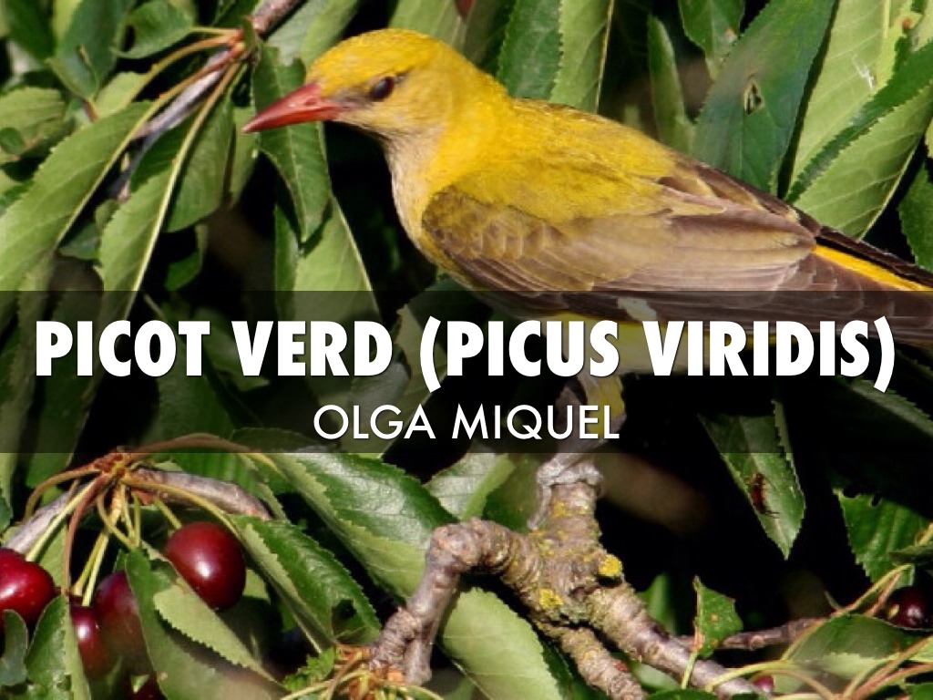 Picot Verd