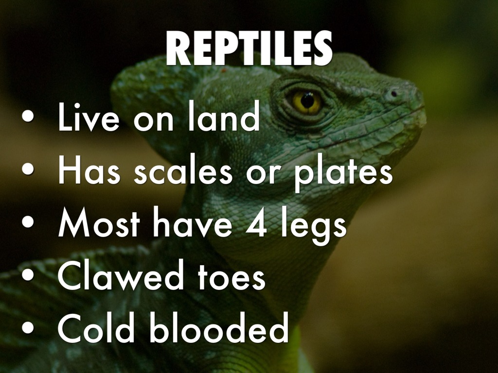 Kingdoms by Daniel Forystek