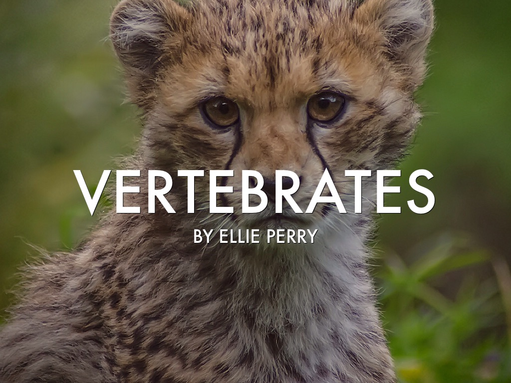 Vertebrates