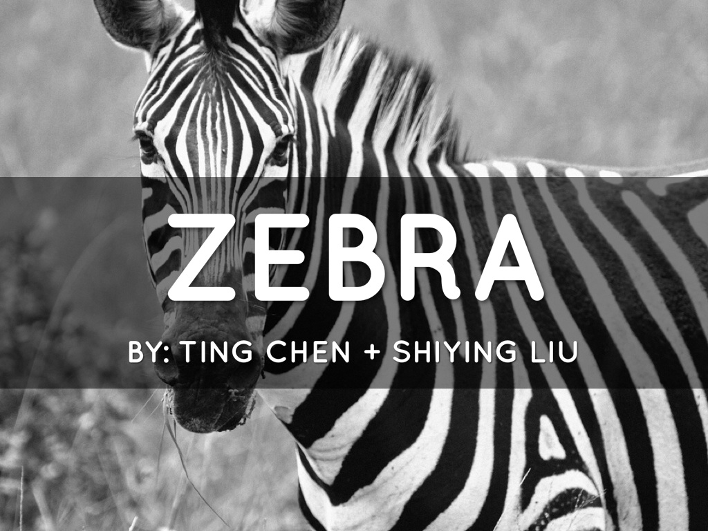 Zebra