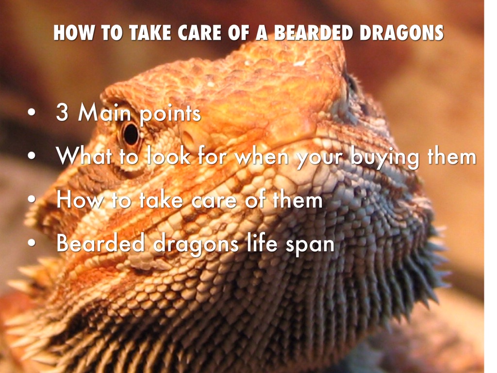 How To Care For Your Bearded Dragon