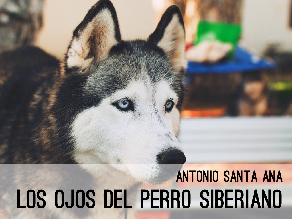 Los Ojos Del Perro Siberiano 