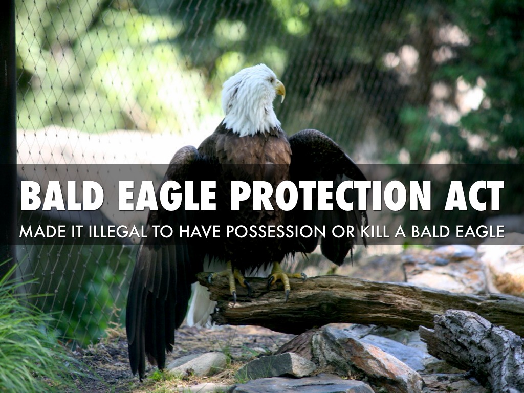 Bald Eagles by Michel Picha