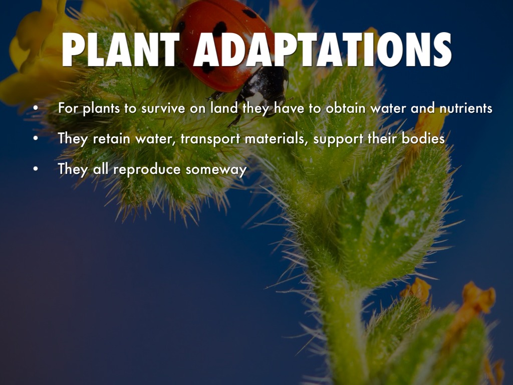 Plants By Emma by Emma Holmes