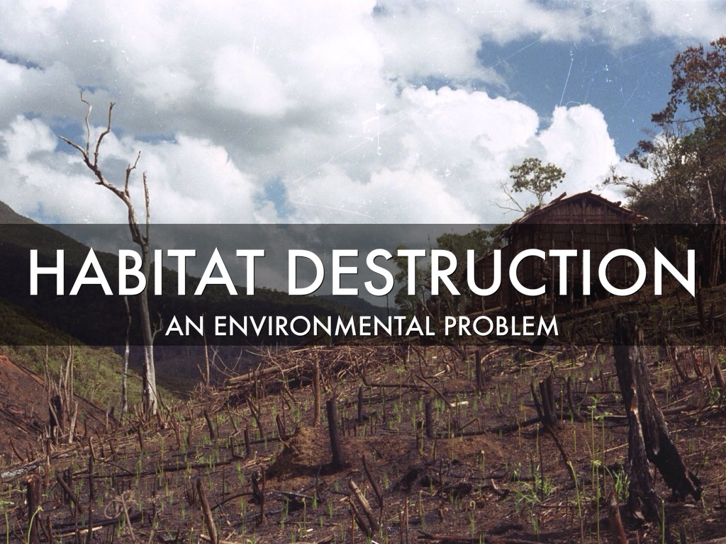 Environmental Problems And Solutions by Molly