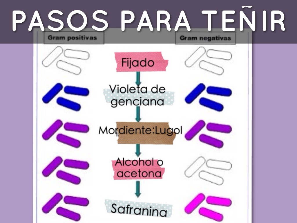 Pasos Para La Tincion De Gram abstractor