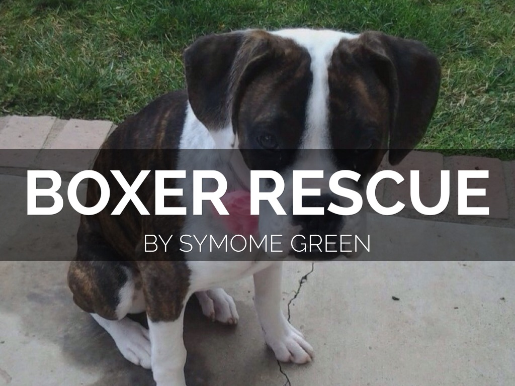 Boxer Rescue.
