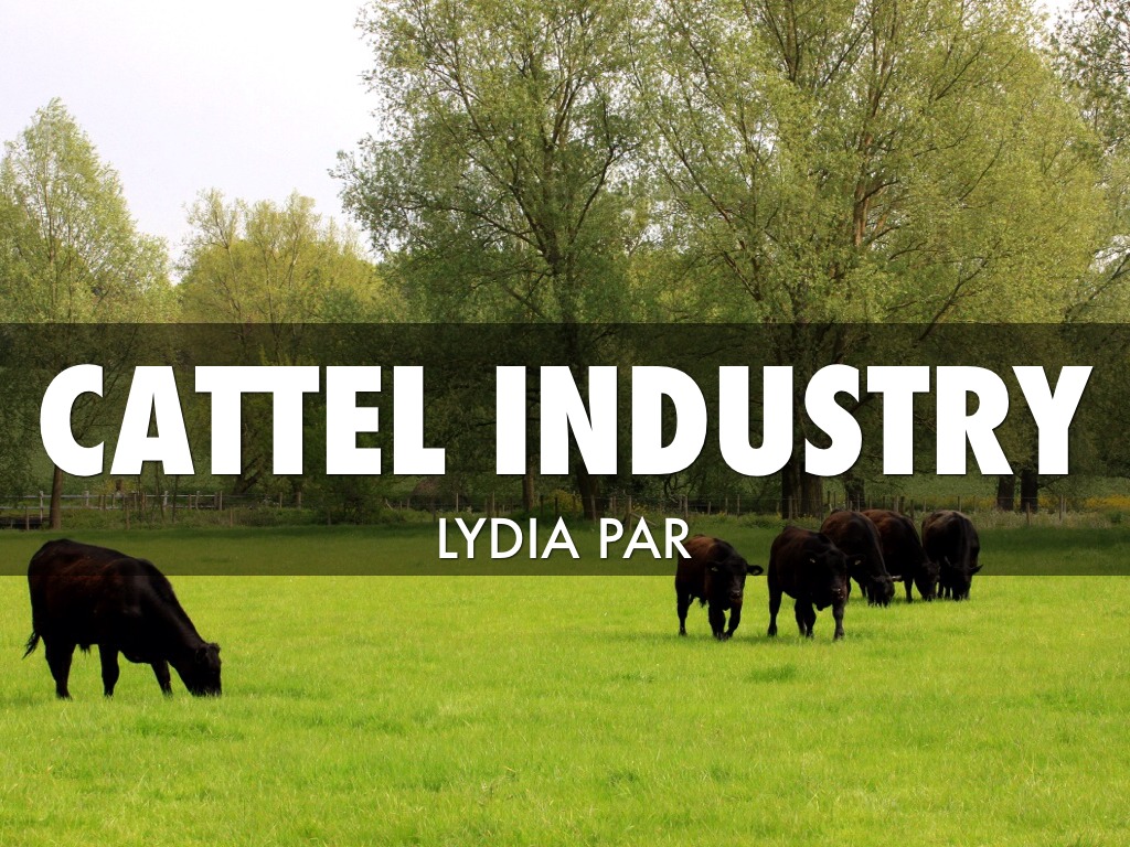 Cattle Lydia Par