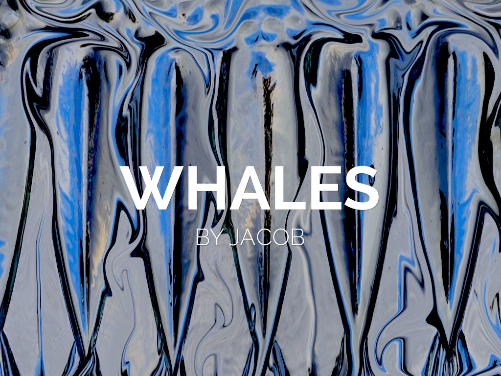 Whales By Jacob