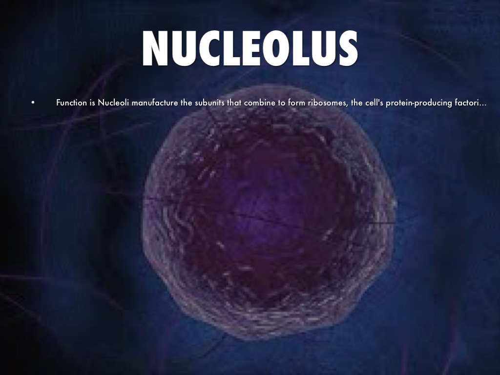 Organelles by markrueben