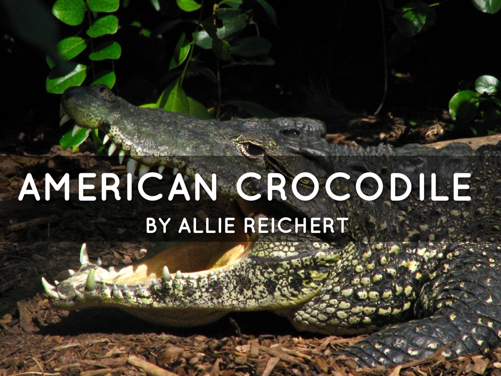 American Crocodile 