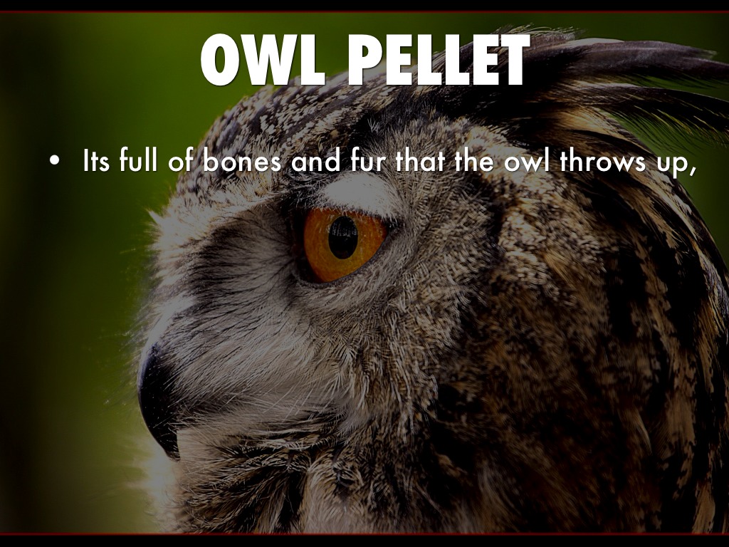 Owls by Kane Trudeau