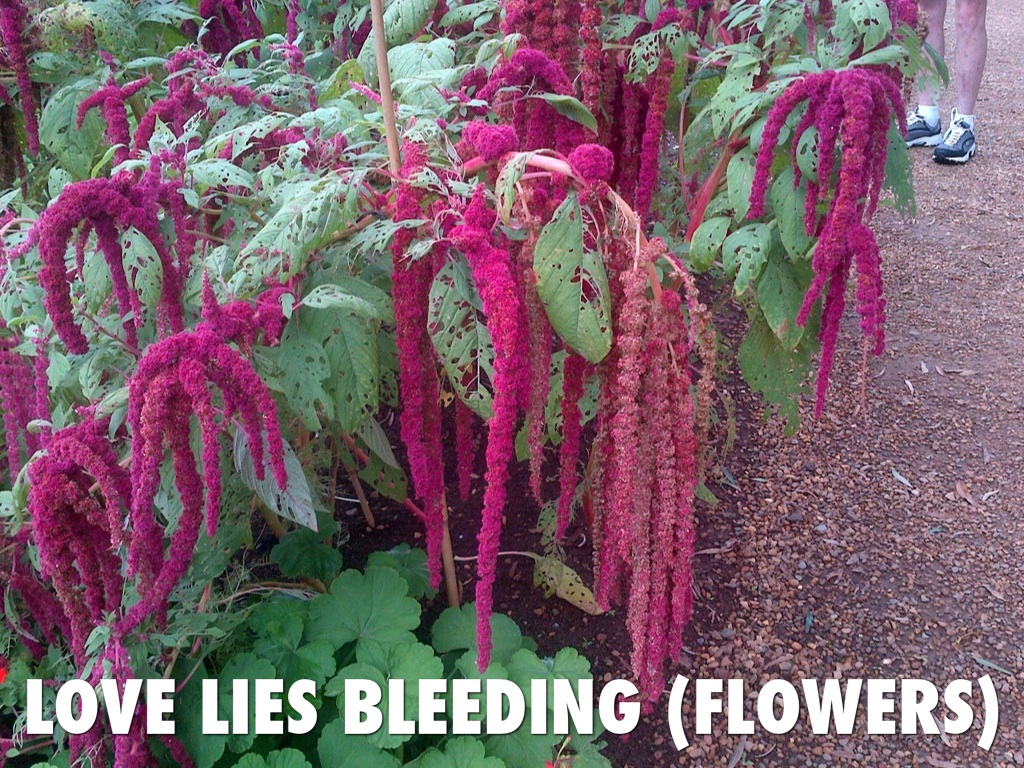 Love Lies Bleeding цветок. Love Lies Bleeding - s.i.n.