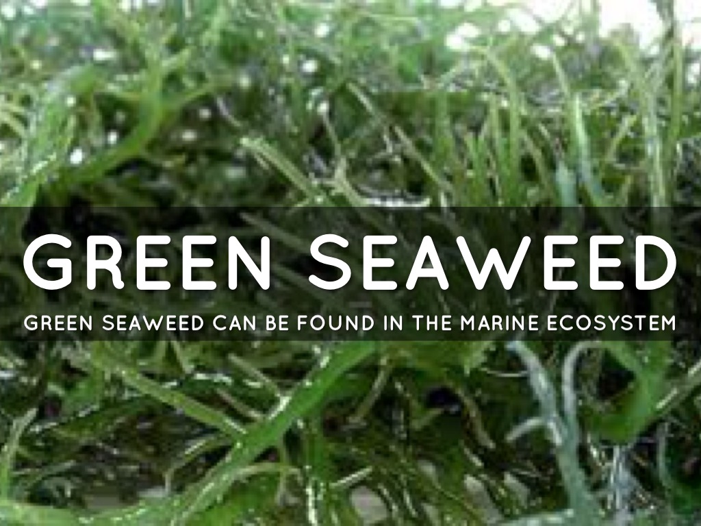 Green Seaweed