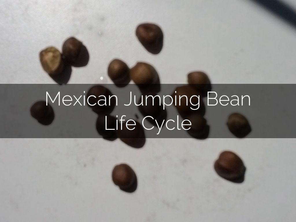 Mexican Jumping Bean Life Cycle by britta.hanson