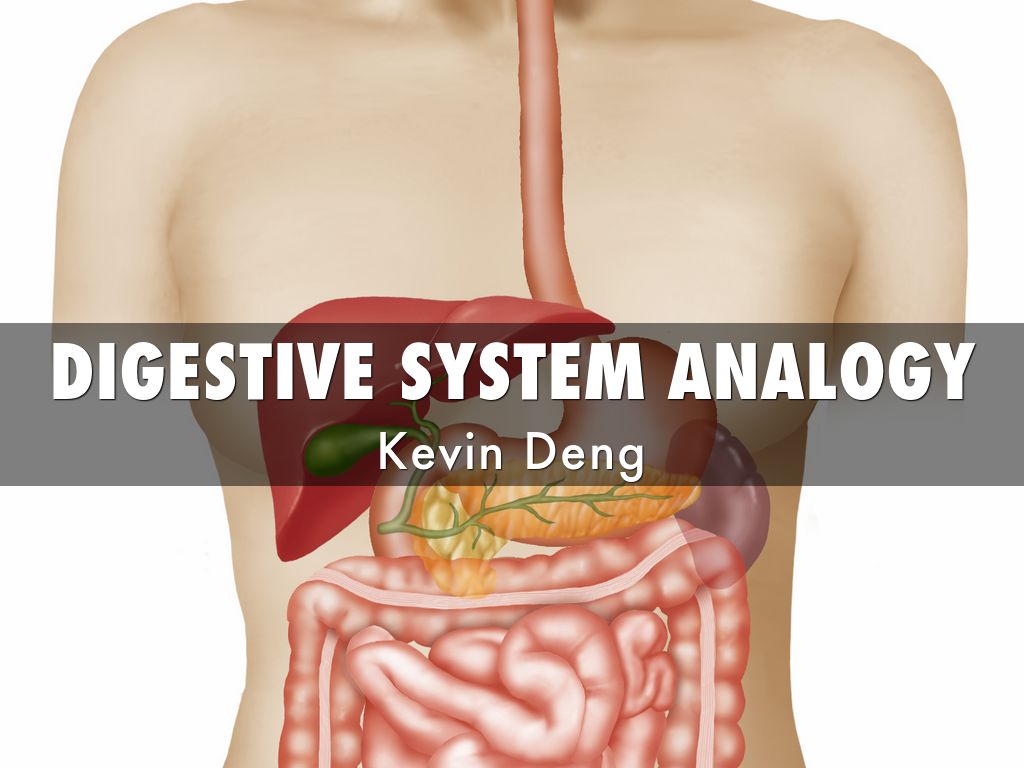 Kevin's DIGESTIVE SYSTEM ANALOGY by dengh