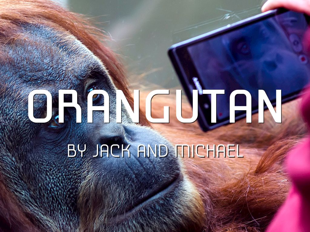 Orangutan