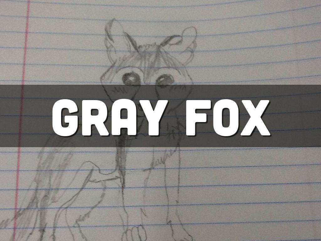 Gray Fox