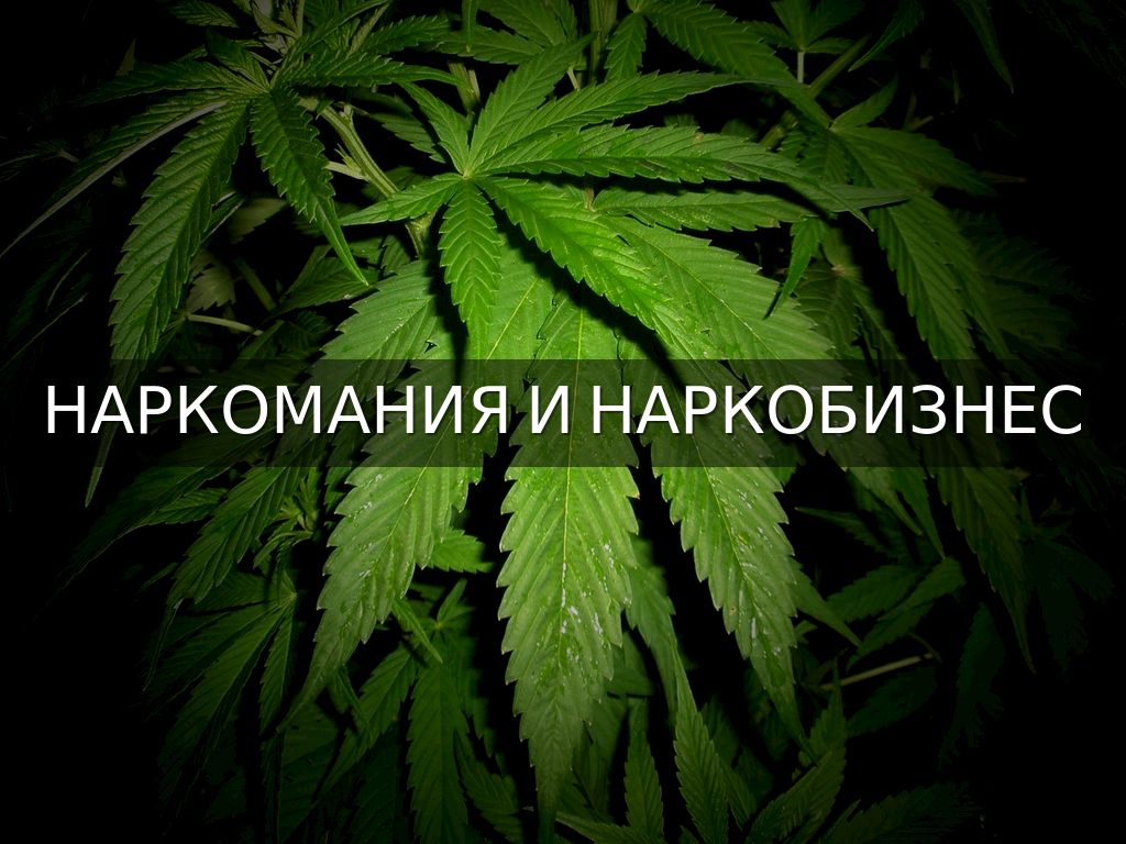 Наркомания и наркобизнес