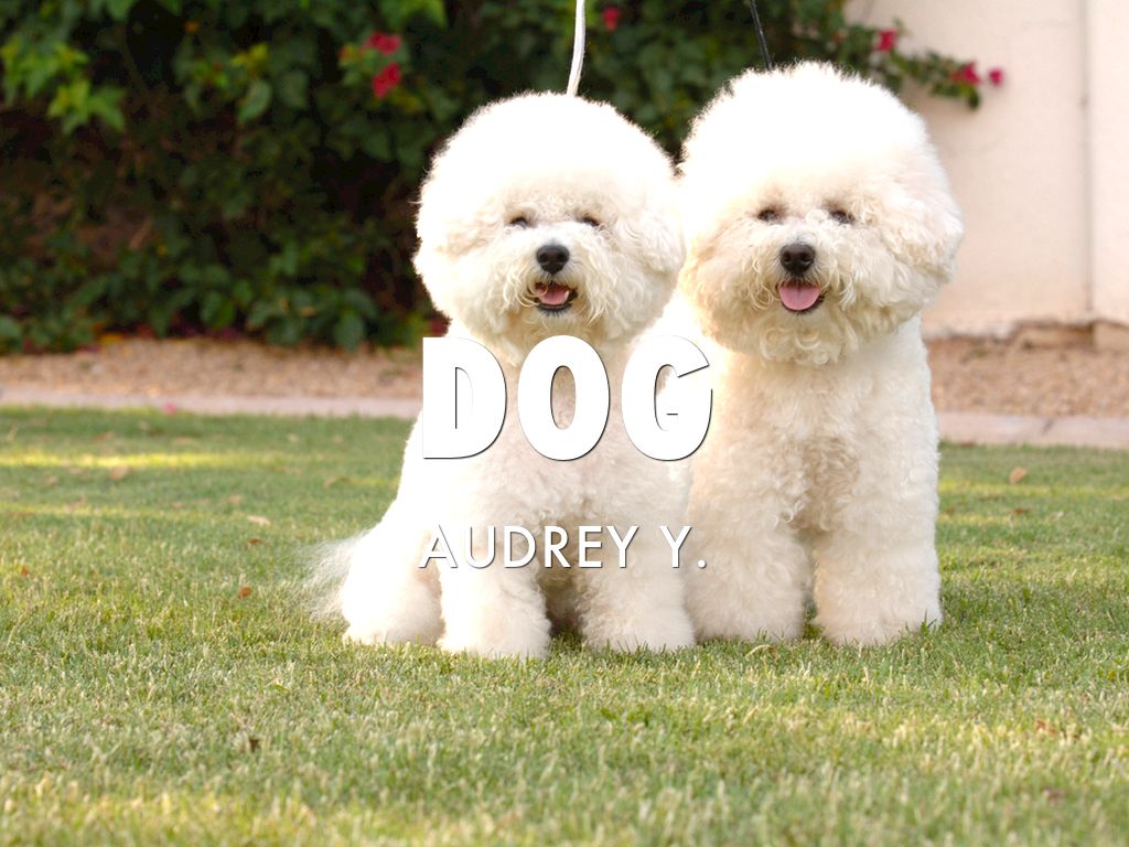 Dogs